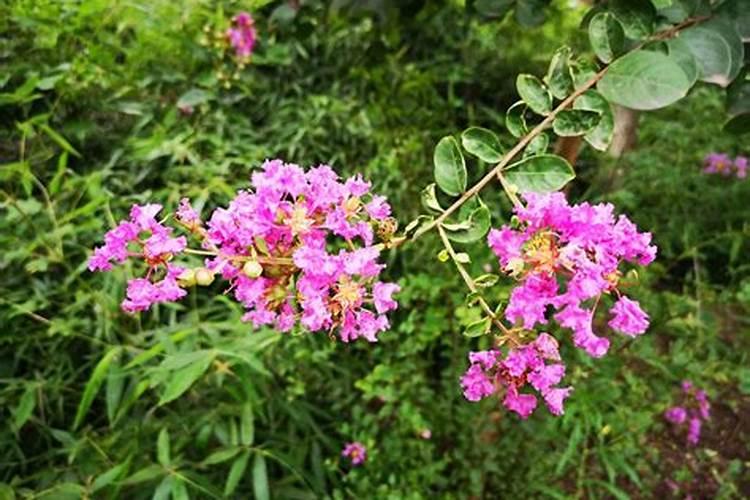 紫薇花怎么养才合适