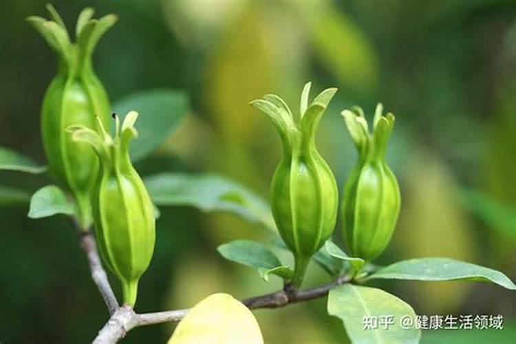 火龙果小苗不长怎么办