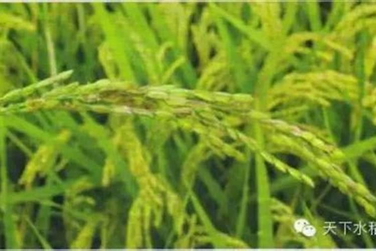 水稻缺肥或施肥过量时有哪些症状？如何诊断