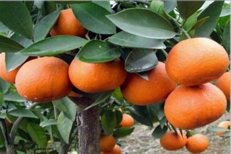 要想蔬菜长势旺、产量高,正确的施肥方法是什么？