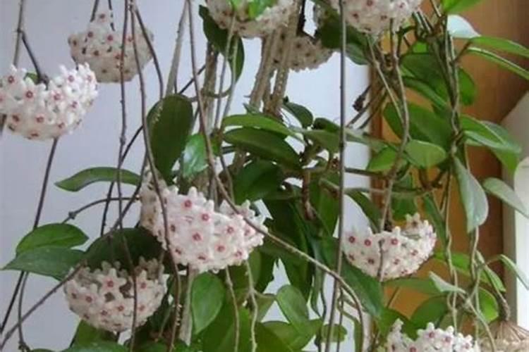 球兰的花期是什么时候