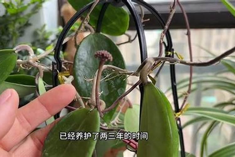 球兰张花苞了,上点啥肥好