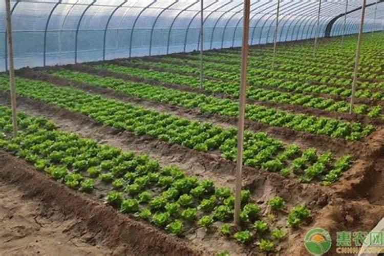 大棚冬季种植黄瓜,要使用叶面肥吗？