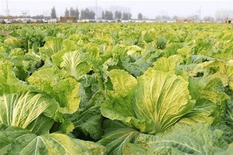 小白菜追肥用什么肥料好(种植小白菜施什么肥料尿素)