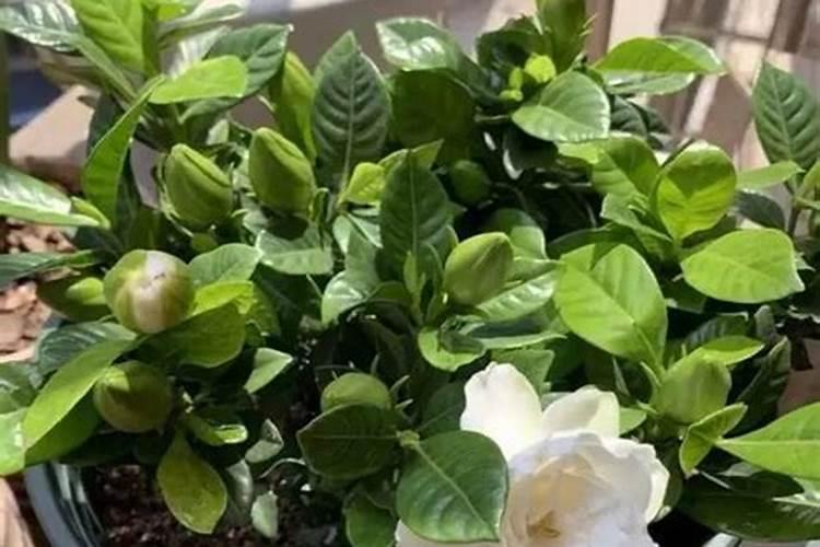栀子花什么时候施肥