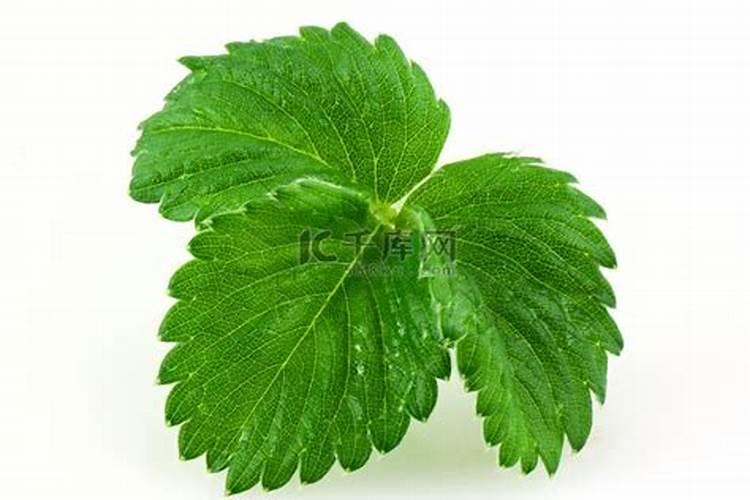 草莓需要施什么肥料才会甜