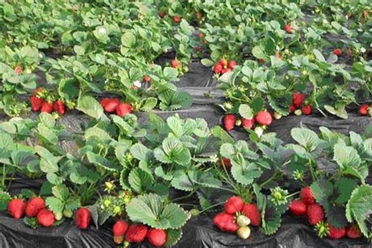 草莓用什么肥料最好