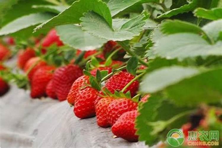 种草莓需要施什么肥料
