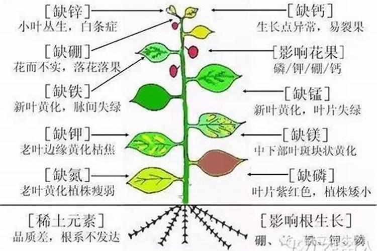 三角梅花肥哪种好  三角梅长花苞以后需要施肥吗