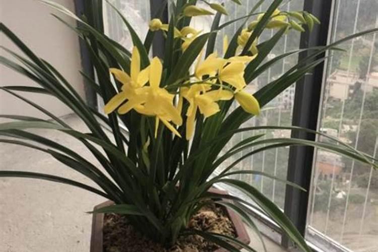 多粘类芽孢杆菌如何使用,使用注意事项