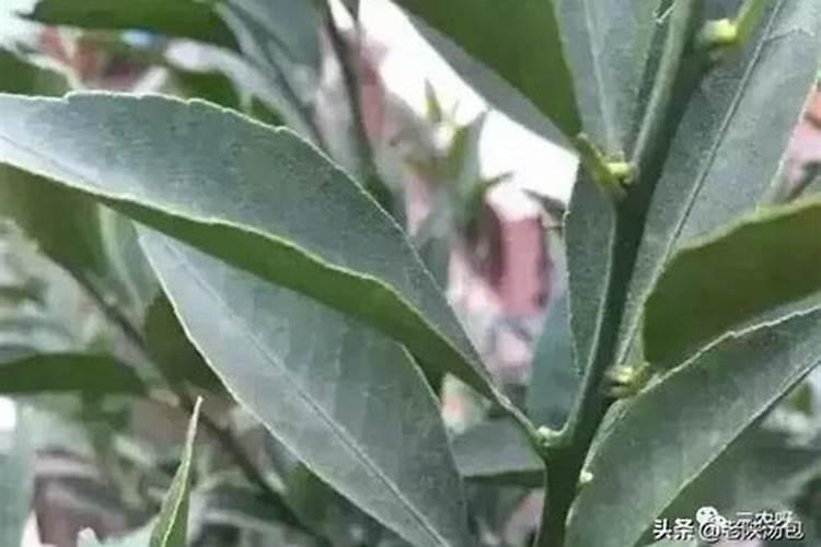 菊花有花蕾时能用磷酸二氢钾喷叶面肥吗