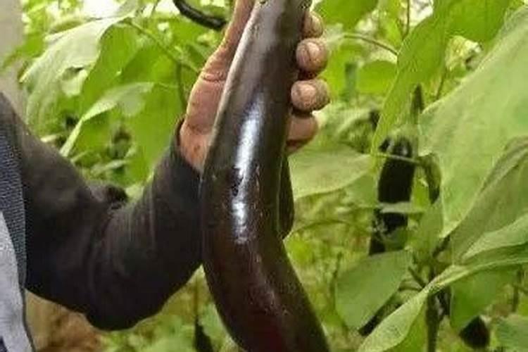茄子移栽后几天施肥
