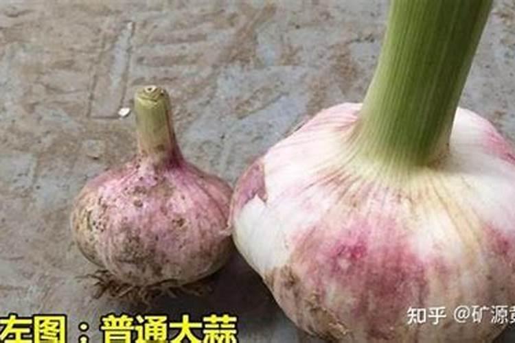 大蒜怎么施肥施什么肥好
