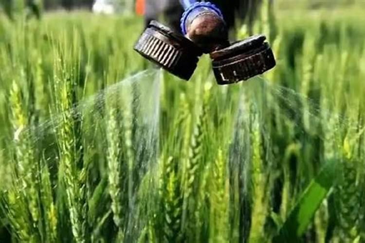 大豆开花期打什么叶面肥好 大豆用什么肥