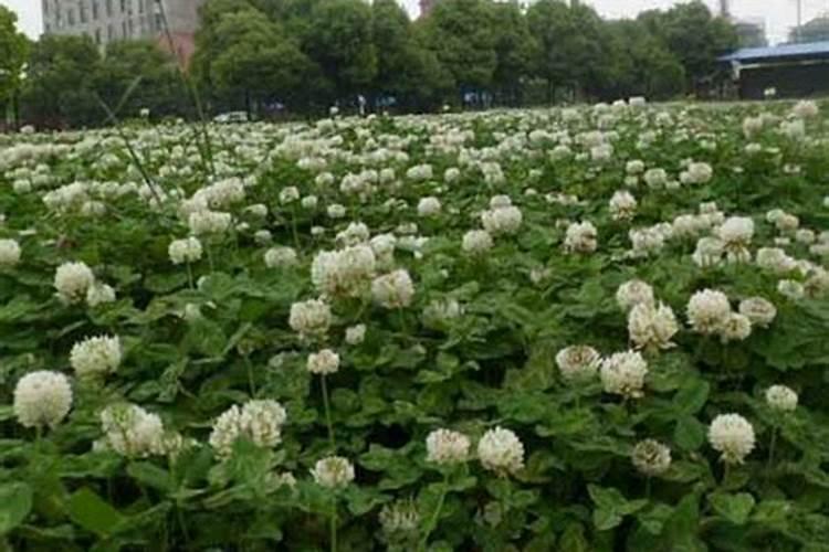 白三叶草可以用做绿肥吗