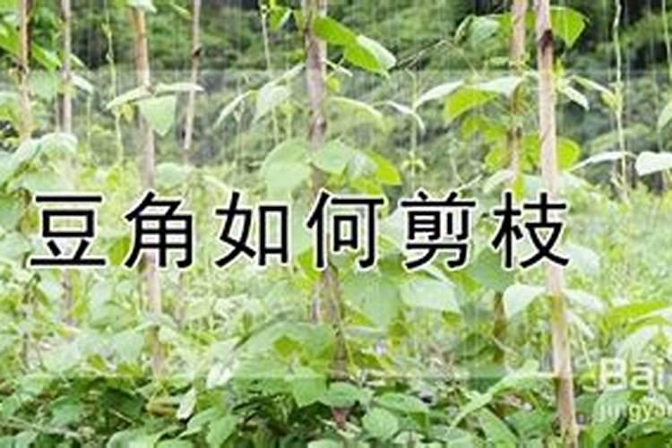 豆角施肥时间及方法 豆角施肥正确方法