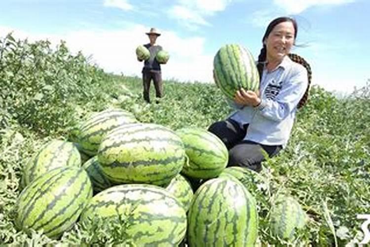 西瓜一亩地上多少底肥料