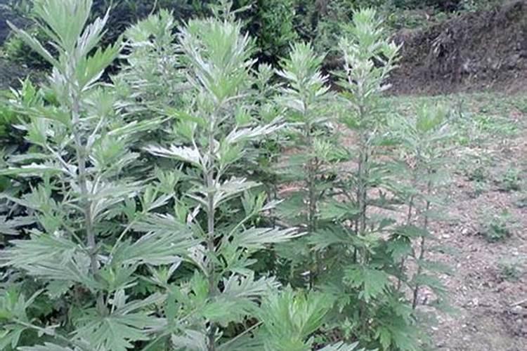 艾草种子怎么播种