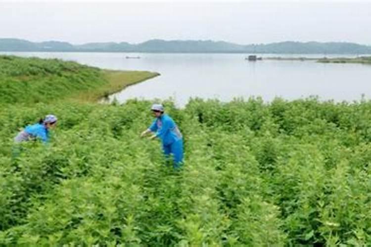 艾草种子怎么播种