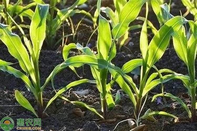 什么是鱼蛋白肥料,鱼蛋白肥料作用及使用方法