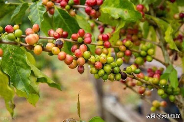 多肉植物怎么栽种 多肉的养护管理方法