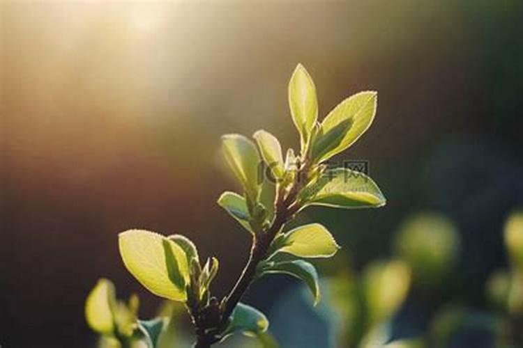 我的番茄叶片不舒展,向下弯曲,还发黄不太清,叶片溥。请问各位老师这是怎...
