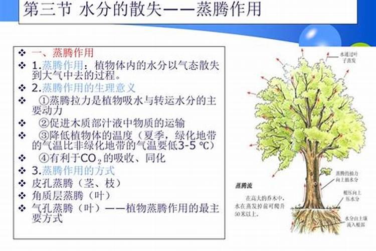 种植辣椒应该用什么叶面肥？老农是如何操作的？