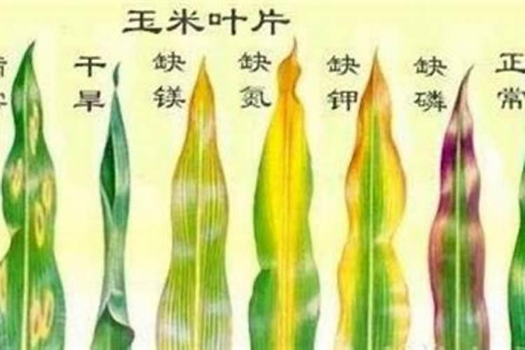 玉为什么要用酸处理？