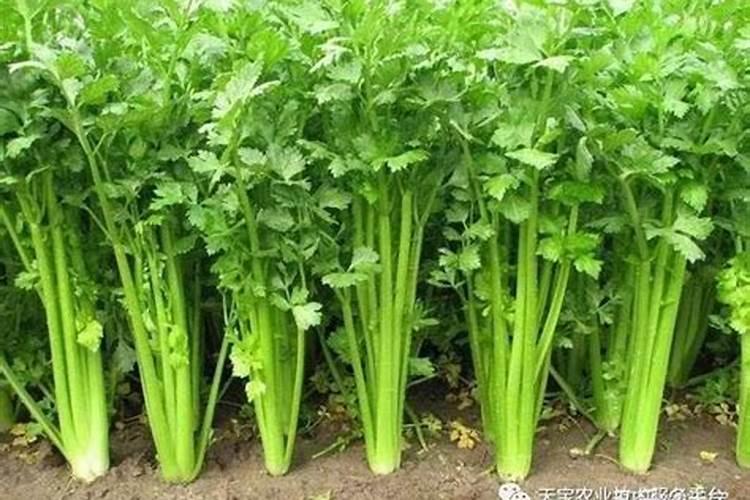 硼肥对改善花椰菜品质的重要作用及施用方法有哪些？