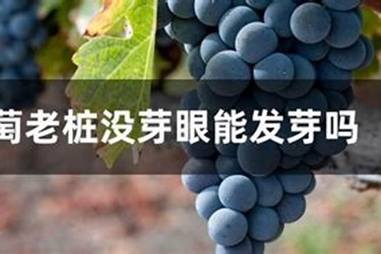什么肥促进发根发芽