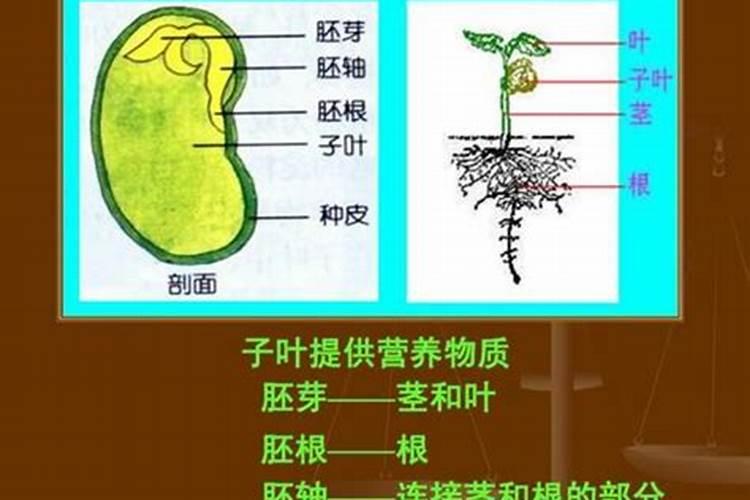 大棚西红柿浇水方式