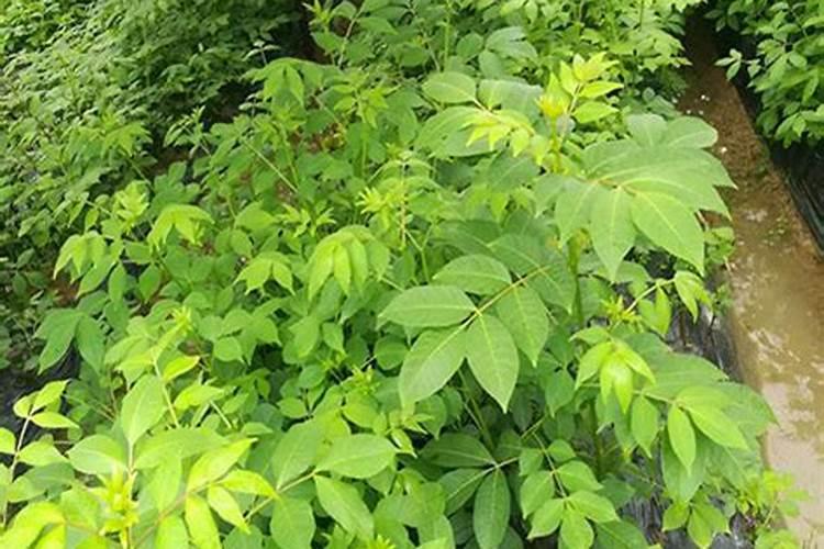 吴茱萸使用哪种叶面肥