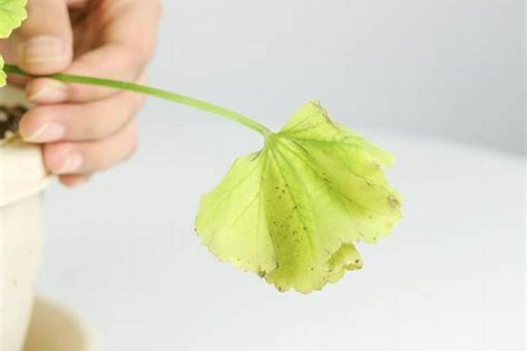 花卉种植如何喷施叶面肥？有什么好方法？