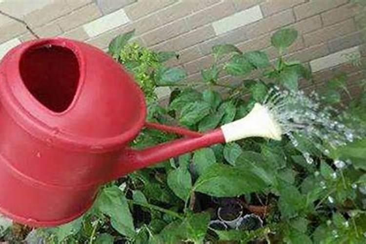 下雨天可以给蔬菜施肥吗