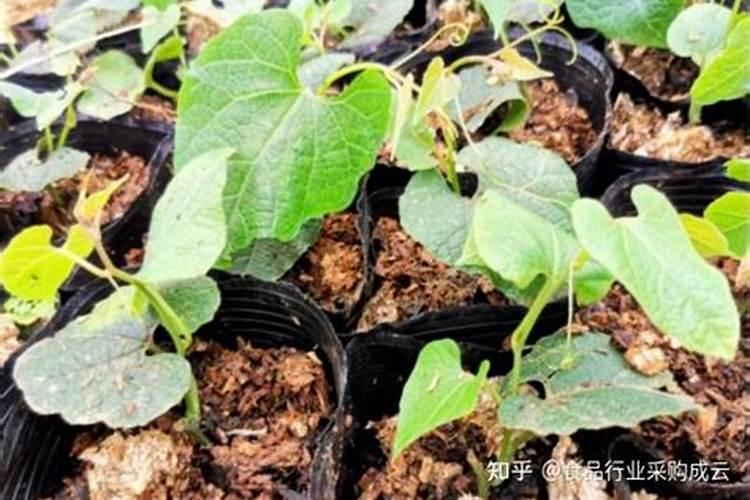 八角树施什么肥料挂果多