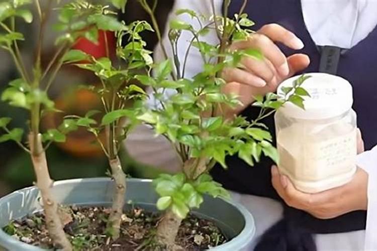 幸福树掉叶子怎么挽救？