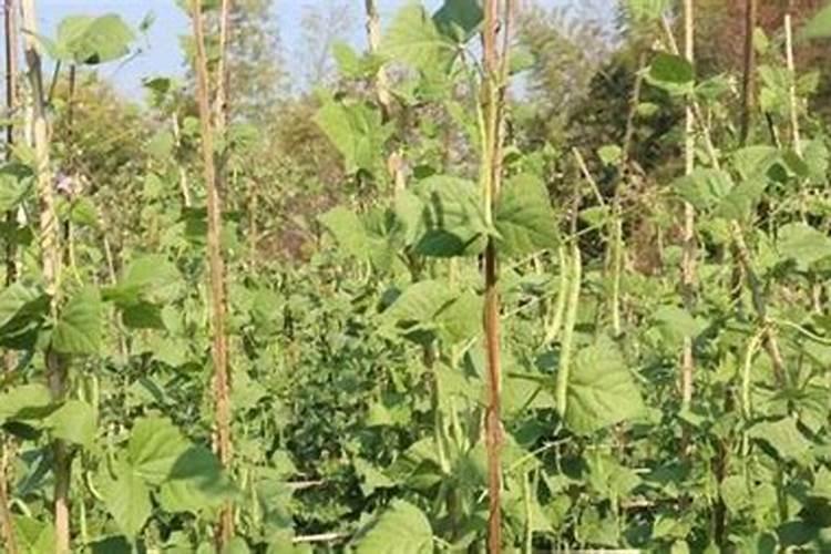 四季豆怎样施肥.施什么肥