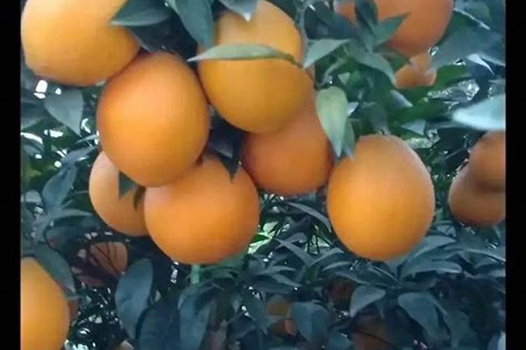种植脐橙如何施肥效果更好？