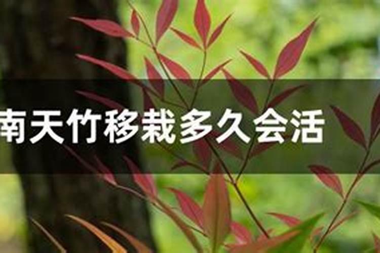 南天竹移植后的注意事项