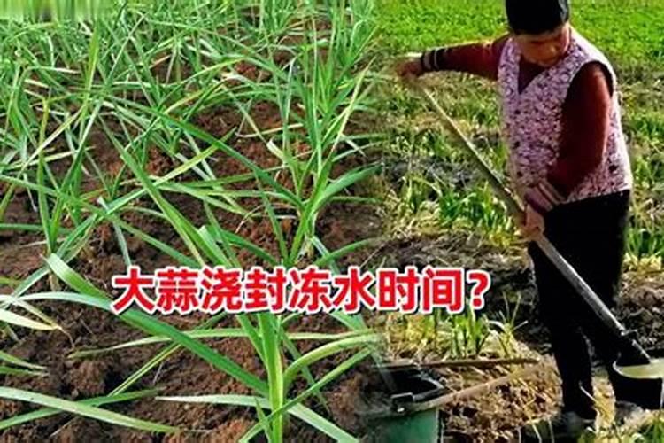 高难度问题,有经验的来,广东湛江地区,万能的网友有种过蓝莓吗,什么品种...