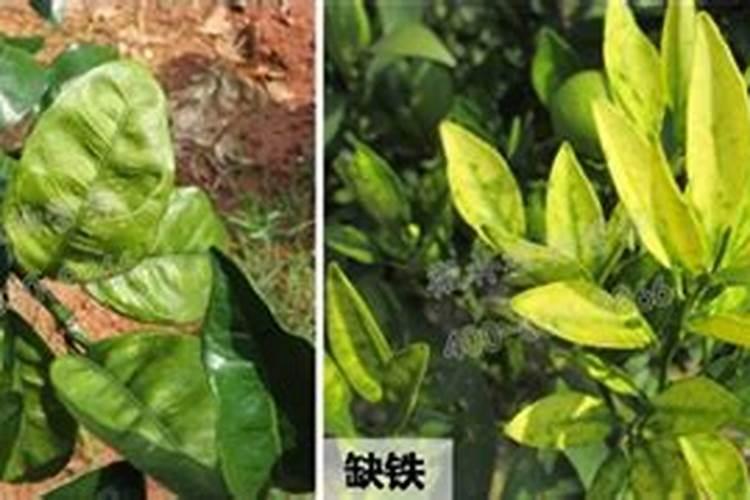 立秋水稻喷叶面肥能贪青吗.