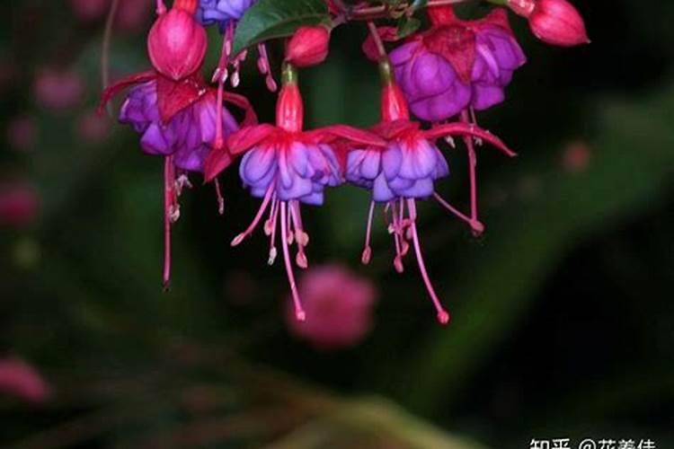 宝莲灯花怎么养
