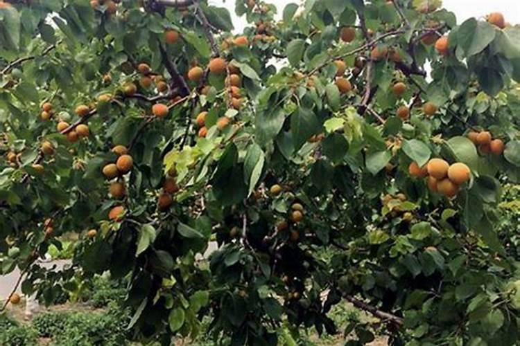 杏树为什么只开花不结果