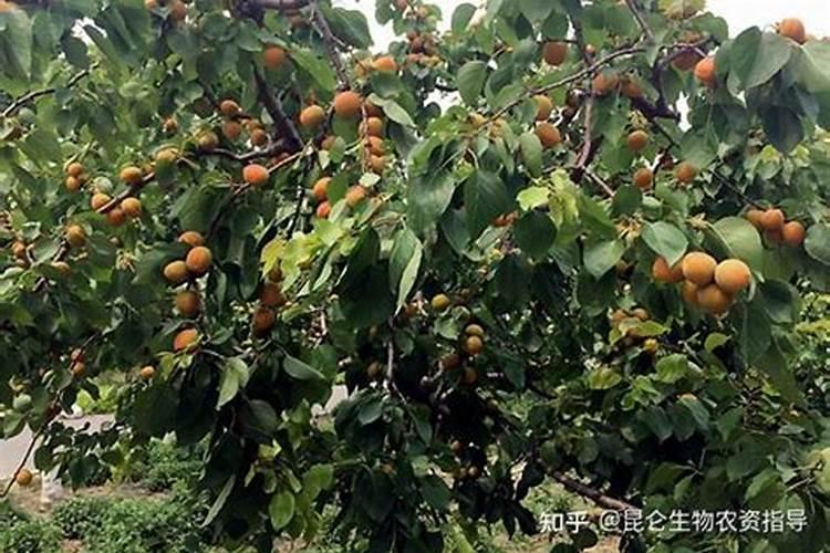 杏树用什么肥料可以增甜？
