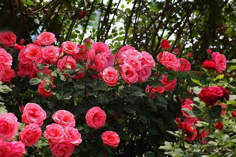月季花如何追肥