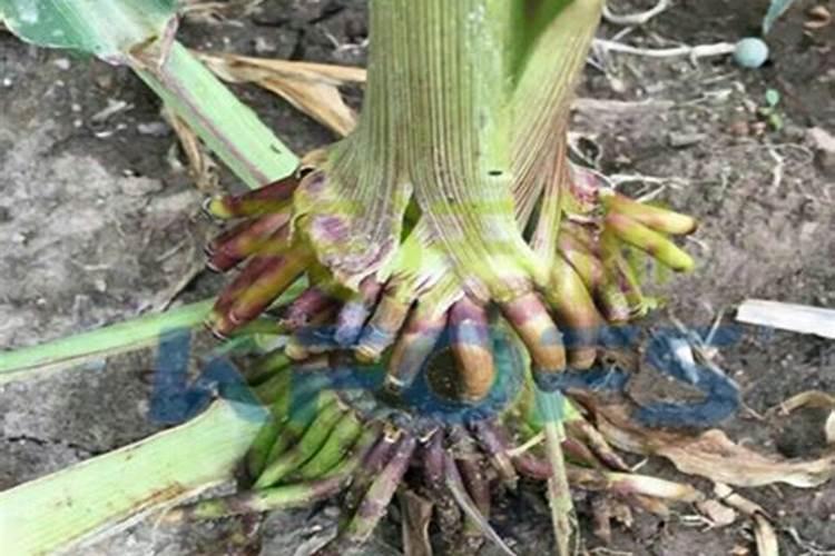 种植大姜想要产量高、品相好,都有哪些技巧？
