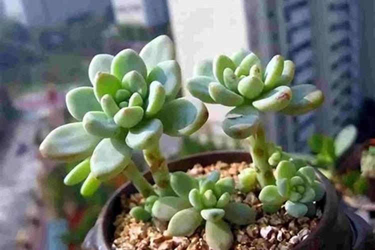 三年的杨树施肥多少