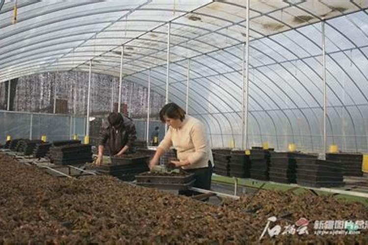 金线莲种植技术与栽培管理