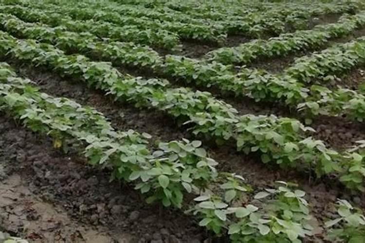 过冬扁豆的种植方法