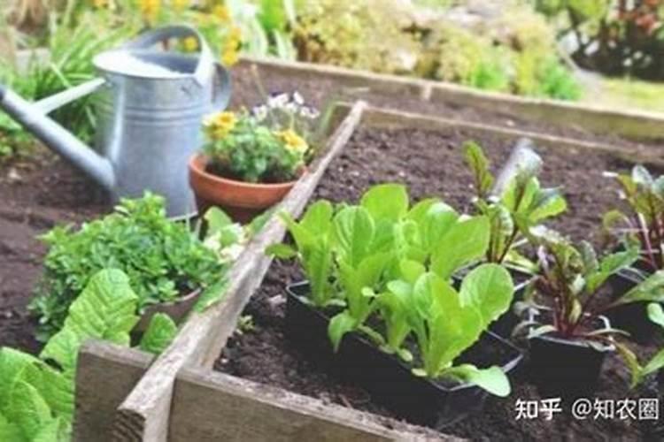 老农民常说的“种菜浇三水、施三肥”是什么,你知道吗？